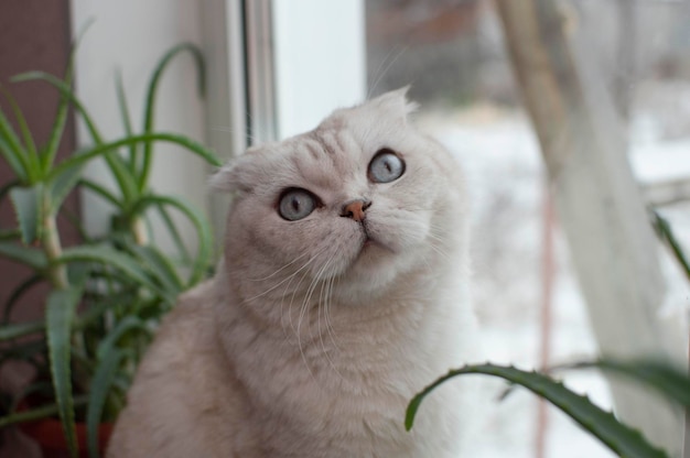 屋内植物の周りの窓に座っている灰色のブリティッシュブルーアイのショートヘアの猫のクローズアップ。獣医クリニック、猫に関するウェブサイト、キャットフードの画像。セレクティブフォーカス。