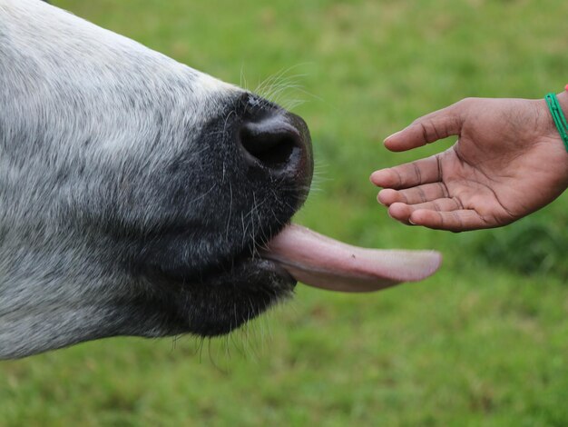 写真 馬にを与えている手のクローズアップ