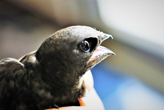 写真 幼いスワロウを抱く手のクローズアップ