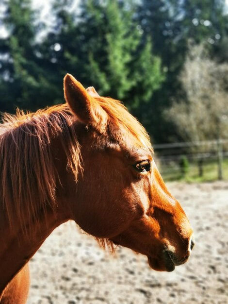 写真 牧場の馬のクローズアップ