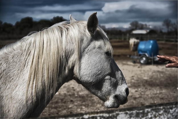 Фото Клоуз-ап лошади на поле