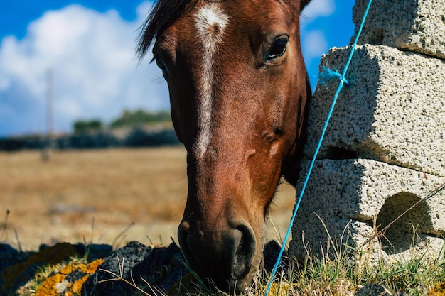 写真 フィールドでの馬のクローズアップ