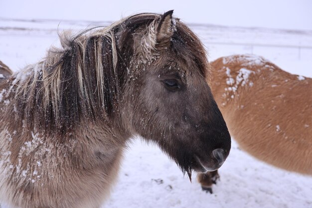 写真 雪で覆われた畑の馬のクローズアップ