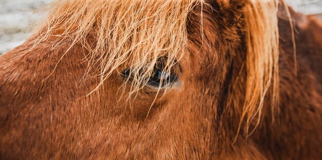 写真 馬のクローズアップ