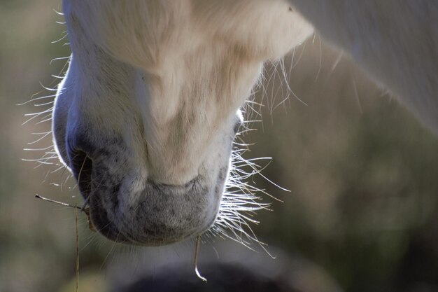 写真 馬のクローズアップ