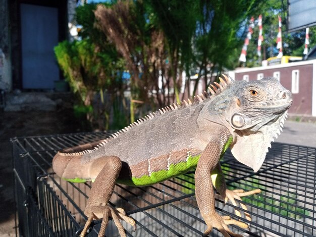 写真 馬のクローズアップ