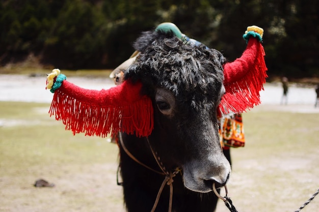 写真 馬のクローズアップ