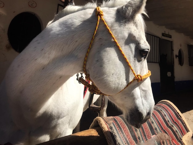 写真 馬のクローズアップ