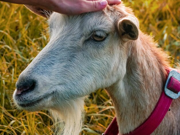 写真 馬のクローズアップ