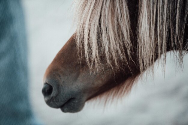 写真 馬のクローズアップ