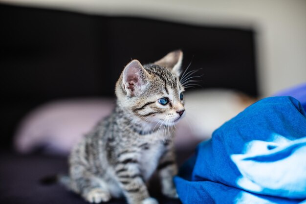 Фото Близкий взгляд на котенка