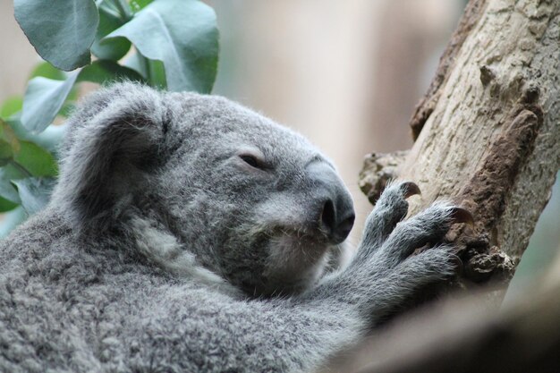 写真 眠っているコアラのクローズアップ