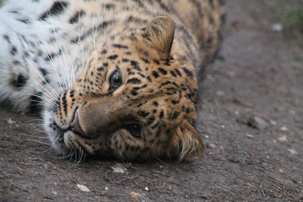 写真 陸上に横たわっているヒョウのクローズアップ