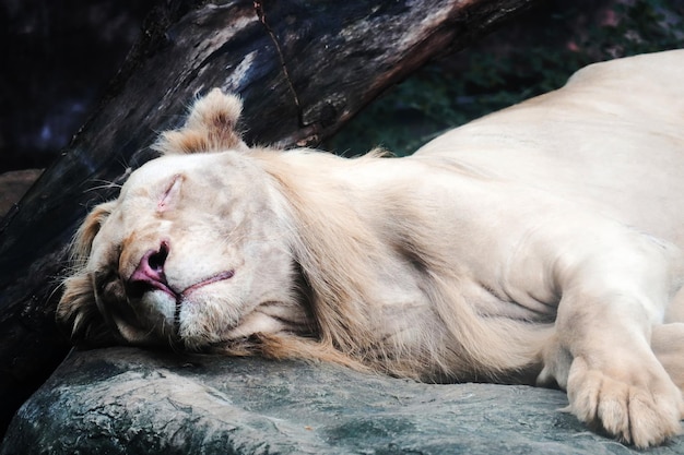 写真 動物園のライオンのクローズアップ