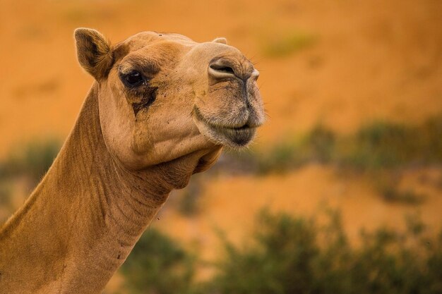 写真 離れて見ているライオンのクローズアップ