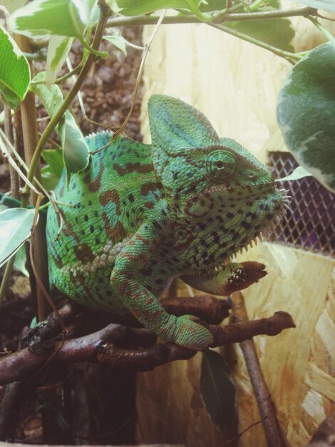 写真 枝の上にあるトカゲのクローズアップ