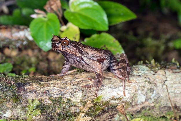 写真 岩の上にあるトカゲのクローズアップ