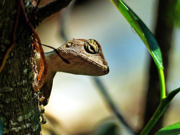 写真 木の上にあるトカゲのクローズアップ