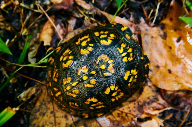 Фото Близкий план ящерицы