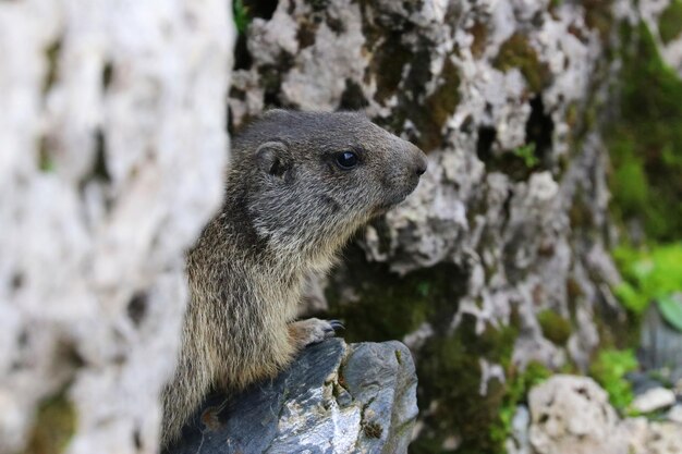 写真 岩の上にあるマルモットのクローズアップ