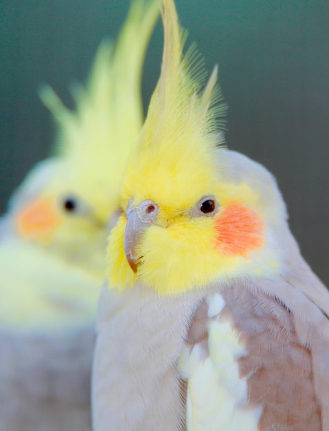 写真 ⁇ のクローズアップ