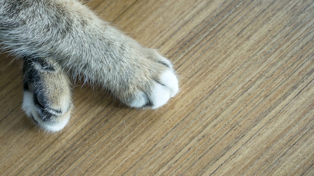 사진 귀여운 고양이의 발 클로즈업