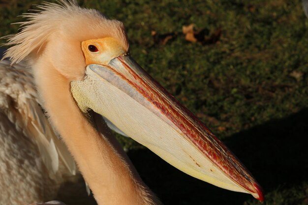 写真 ペリカン の 鳥 の クローズアップ