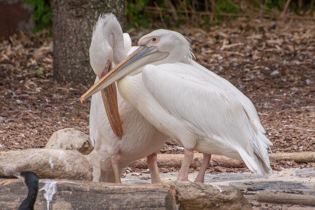 写真 ペリカンのクローズアップ