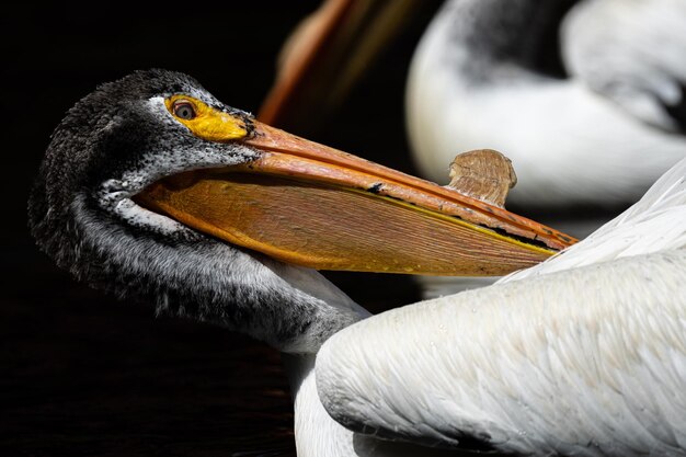 写真 ペリカンのクローズアップ