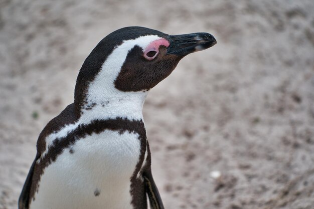 写真 ペンギンのクローズアップ