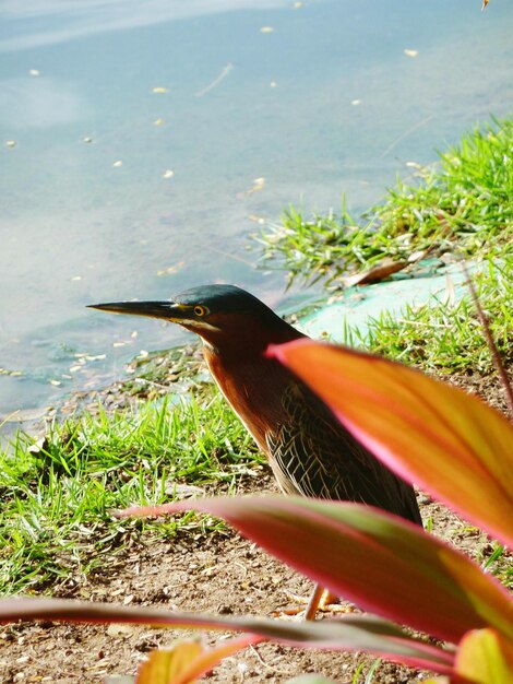 写真 植物のクローズアップ