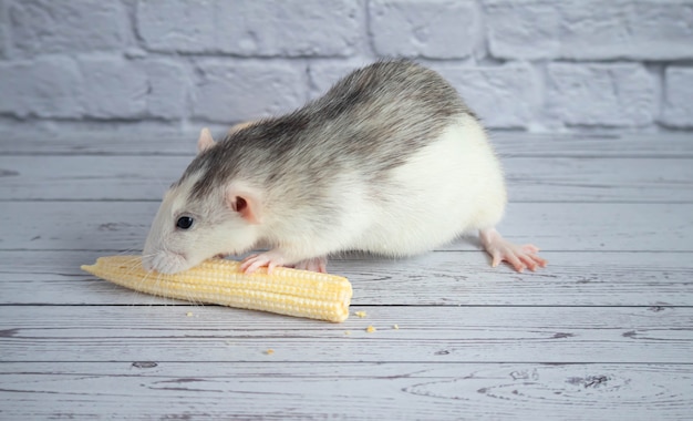 Фото Крыса ест спелую желтую кукурузу крупным планом