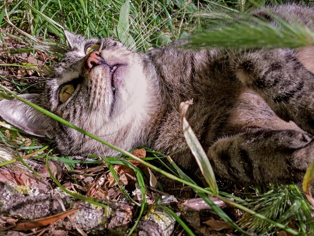 Фото Близкий план расслабленной кошки, отворачивающейся