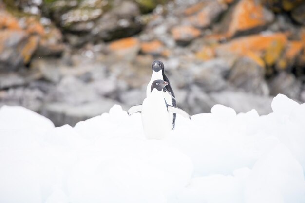 写真 雪の上にある岩のクローズアップ