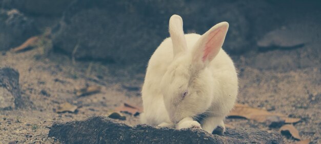 写真 岩の上にある羊のクローズアップ