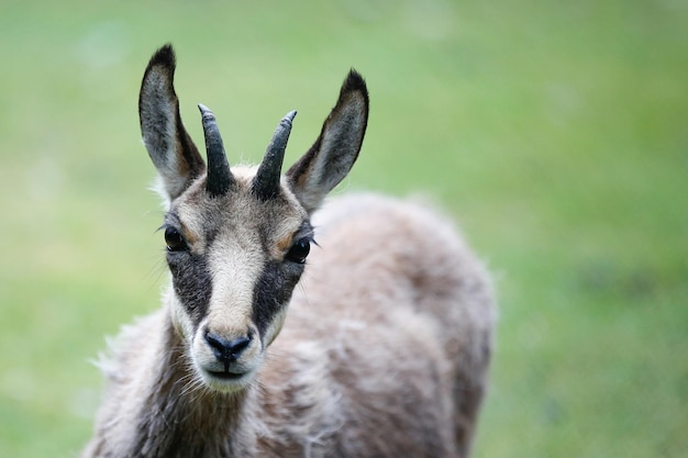 写真 角 を 持つ 羊 の クローズアップ