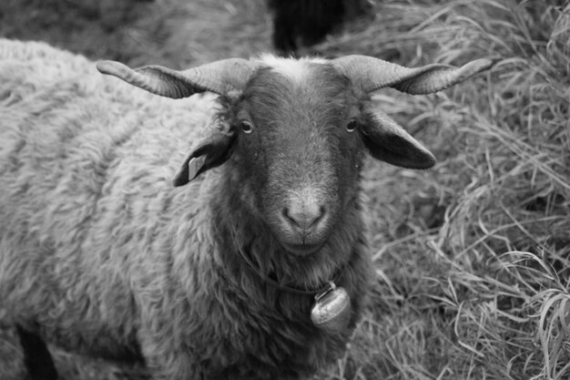 写真 羊のクローズアップ