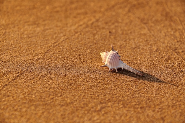 Фото Близкий план раковины на песке