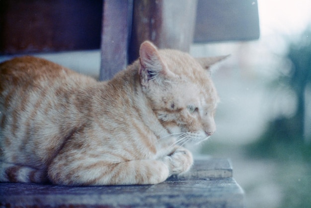 사진 잠자는 고양이의 클로즈업