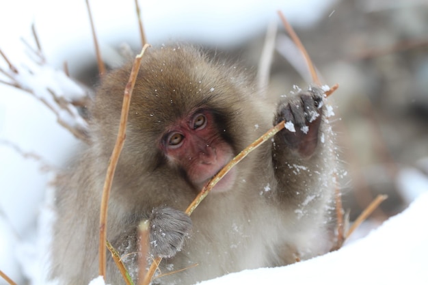 Фото Близкий план снежной обезьяны