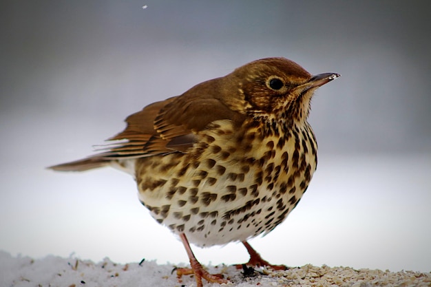 写真 雪の中の歌うトゥルシュのクローズアップ