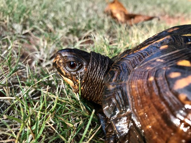 Фото Клоуз-ап черепахи в поле
