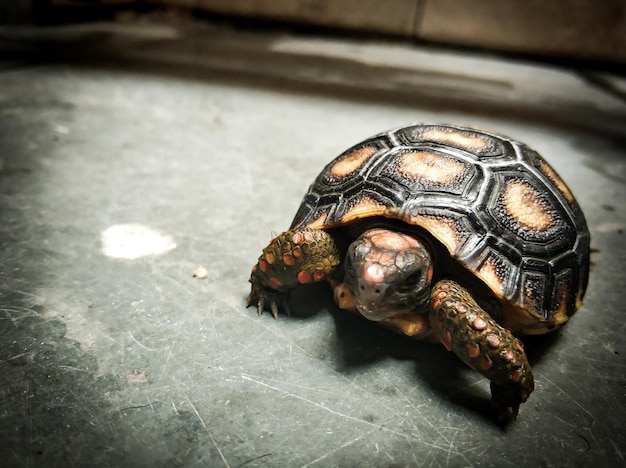 写真 カメのクローズアップ