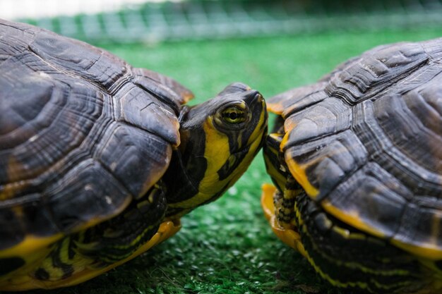 写真 カメのクローズアップ