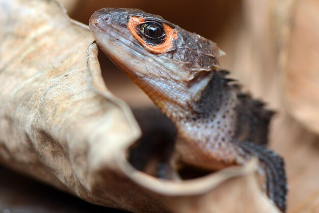 写真 カメ の クローズアップ