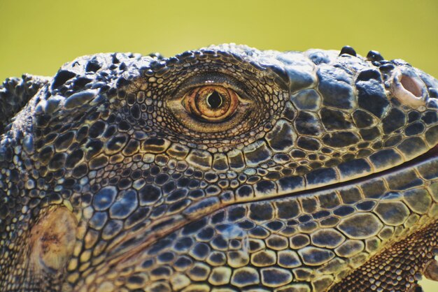 写真 カメ の クローズアップ