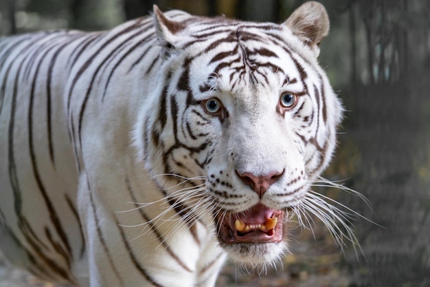 写真 白い虎のクローズアップ