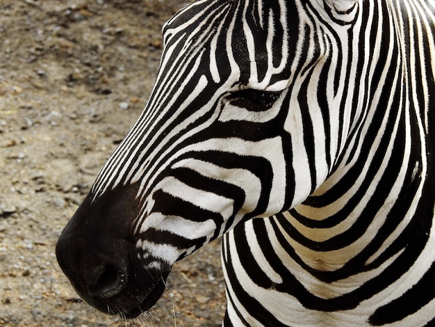 写真 ゼブラのクローズアップ