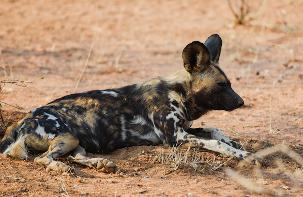 写真 野原に横たわっているアフリカの野生犬のクローズアップ