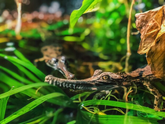 写真 水中のワニのクローズアップ